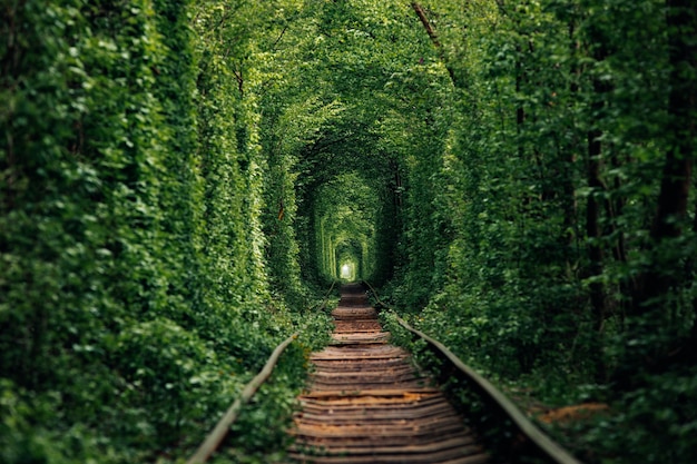 A railway in the spring forest tunnel of love