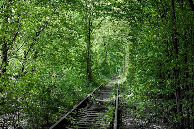 A railway in the spring forest tunnel of love