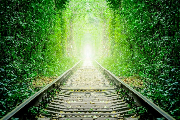 A railway in the spring forest