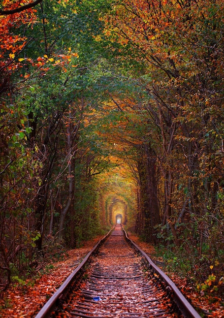 森の中の鉄道。愛のトンネル。秋の風景。