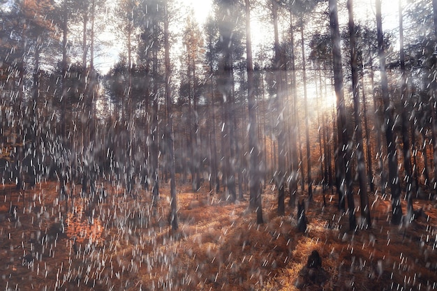 rain background autumn landscape park, abstract seasonal nobody weather october landscape