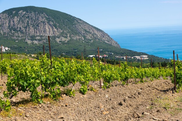 Rain clouds over mountains and a valley with a green vineyard.