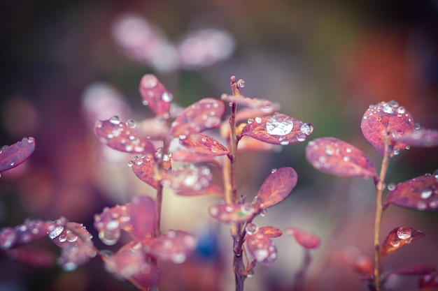 Rain drop on a branch in autumn macro closeup