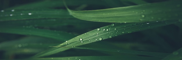 Photo rain drop on green grass leaf texture banner background.