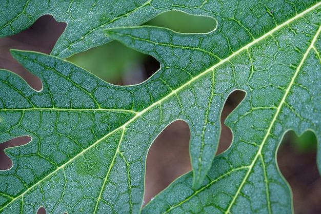 Rain drop on papaya leaf 