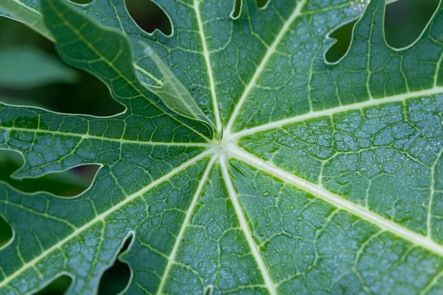 Rain drop on papaya leaf 