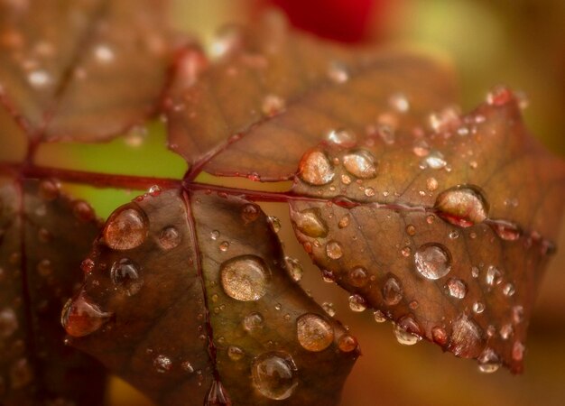 Rain drops on autumn leaf