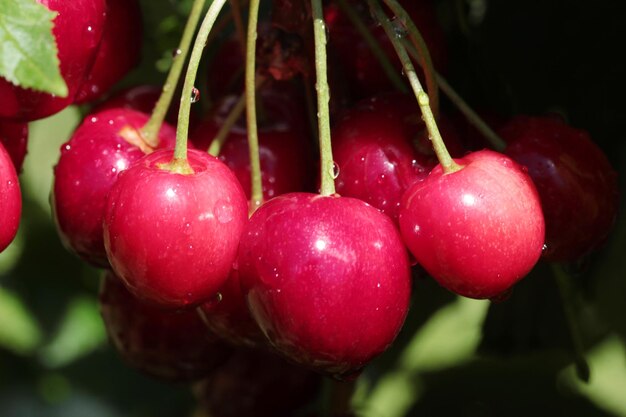 Rain drops on cherries