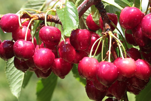 Rain drops on cherries