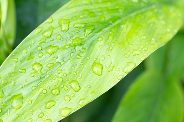 Rain drops on galangal leaves in the garden