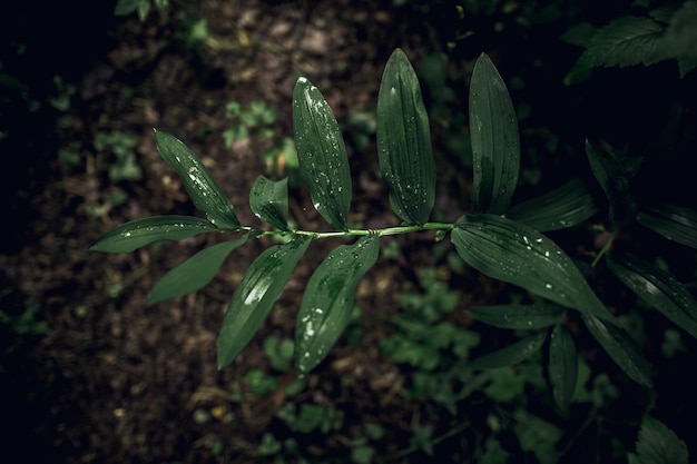 草の上に雨が降る。自然の壁紙