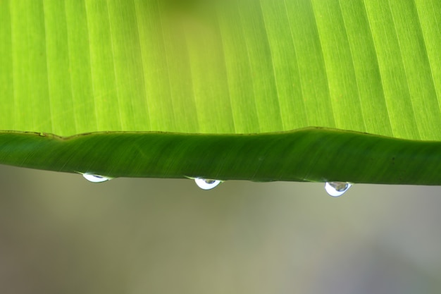 rain drops on green leaf closeup look freshly