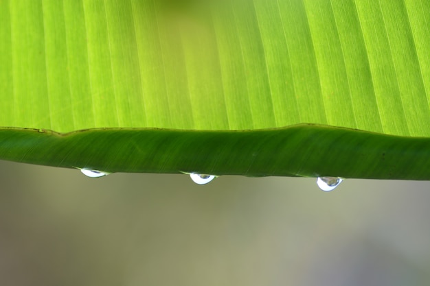 新鮮な緑の葉のクローズアップに雨が値下がりしました