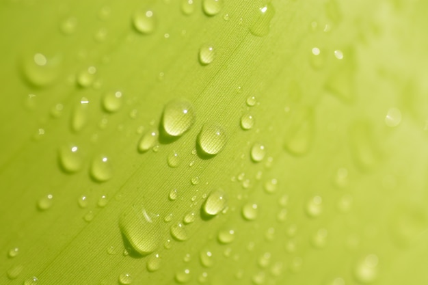 rain drops on green leaf plant