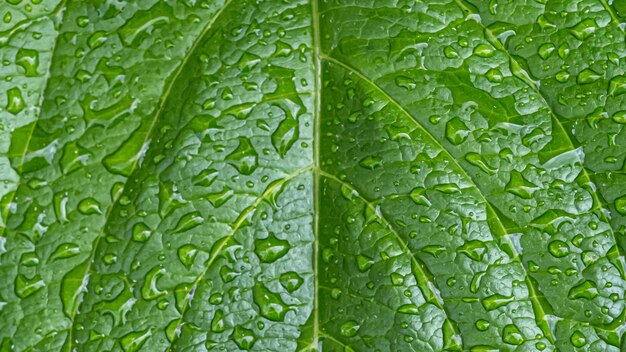 Rain drops on green leaf