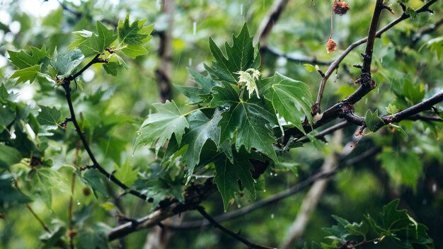 Rain drops on green leaves