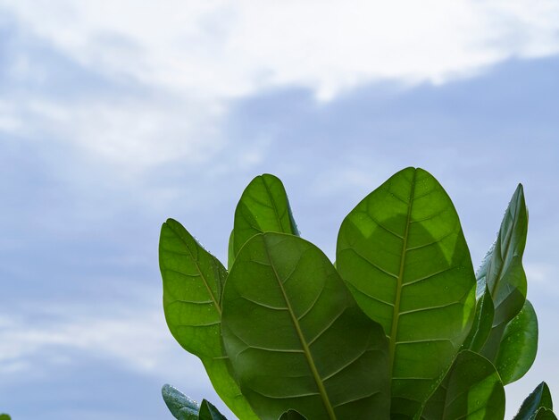 Rain drops on green leaves