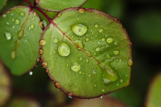 Rain drops on green rose leaves close-up