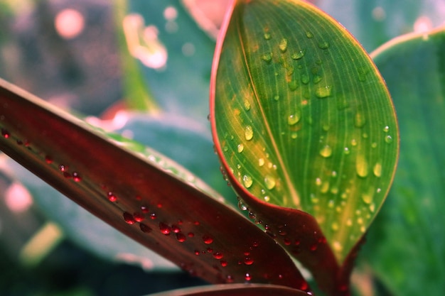 Rain drops on leaf