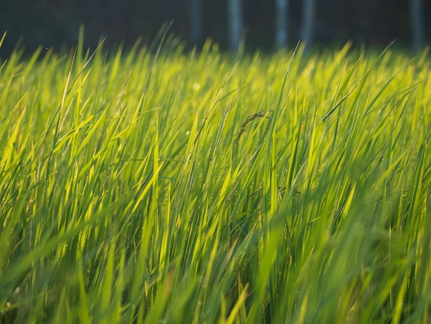 Rain drops on the leaves of rice plant in the morning