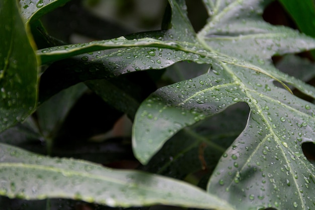 rain drops on leaves