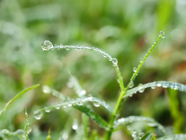 rain drops on leaves