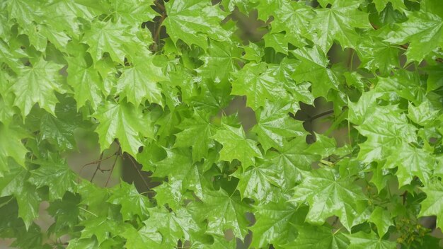 Rain drops on moist leaves in spring forest droplets on wet green trees foliage