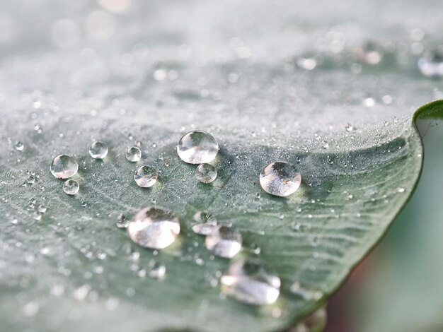 写真 rain drops on leaves