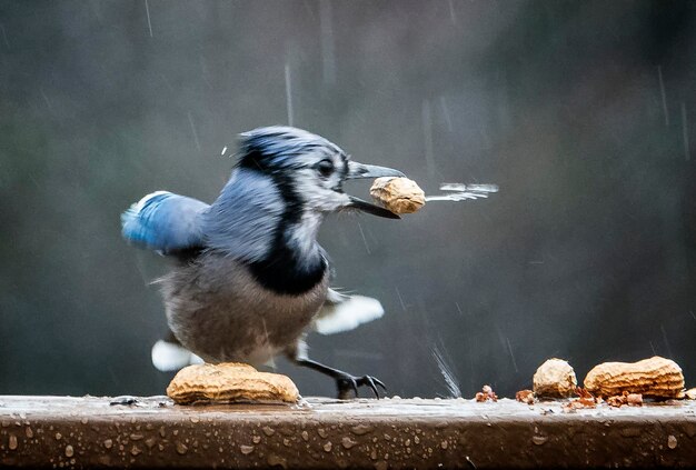 写真 雨の滴が甲板に落ちる