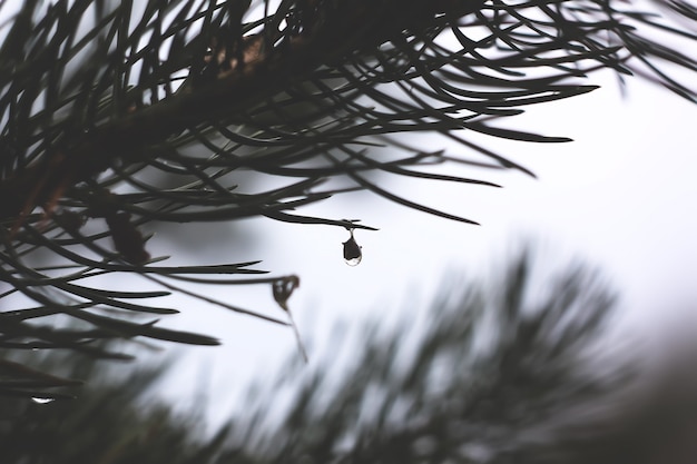 Rain drops on pine branches