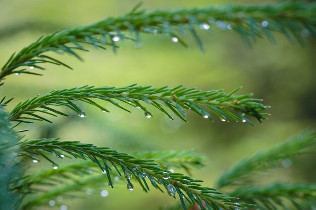 Rain drops on a pine tree needlesxA