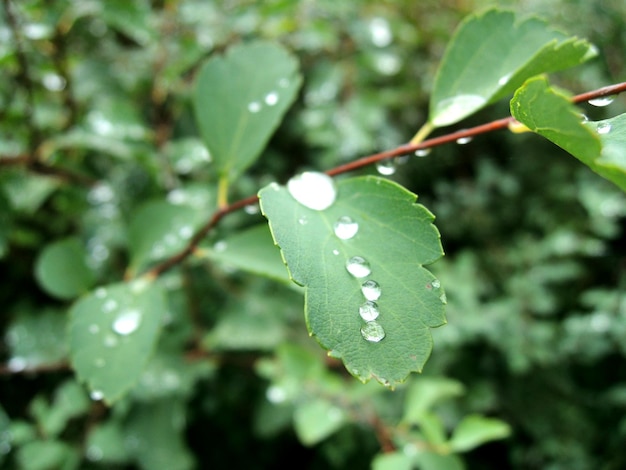 Rain Drops On A Plant Leaf Close Up Stock Photo