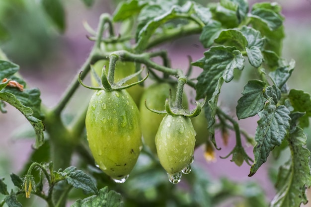 Rain drops on a small green tomato.