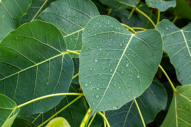 Rain drops on the top of the leaves in the rainy season