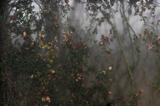 Foto gocce di pioggia sull'albero