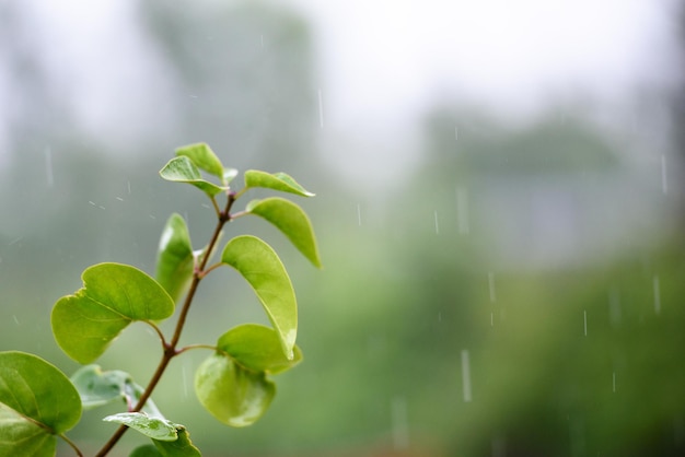 雨が植物の枝に降り注ぐ