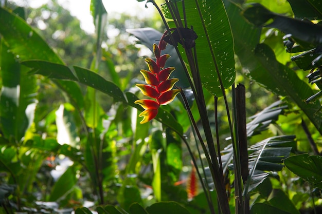 Rain forest in Central America