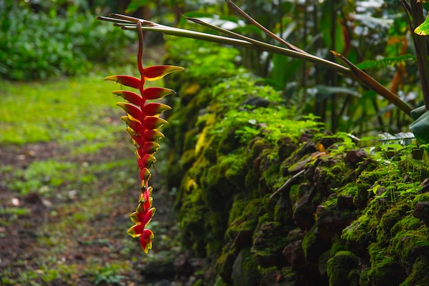 Rain forest in Central America