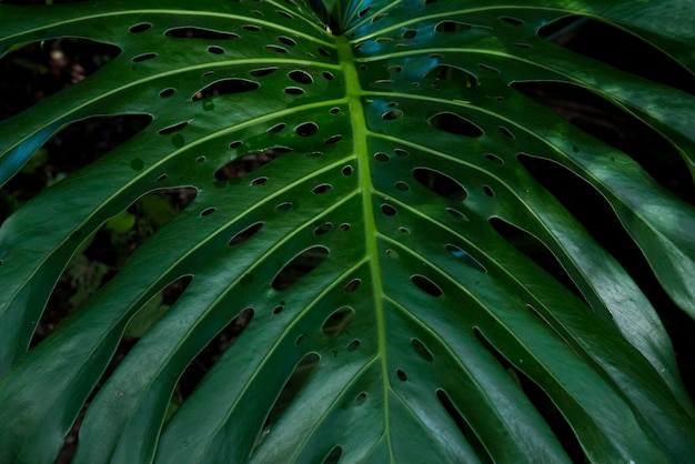 Rain forest in Central America