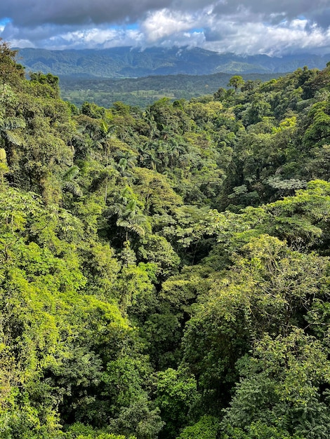 Тропический лес в районе висячих мостов Коста-Рики