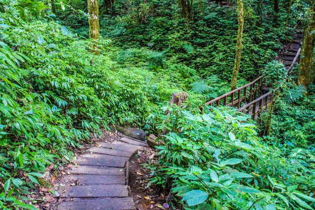 rain forest in doi inthanon chiangmai thailand