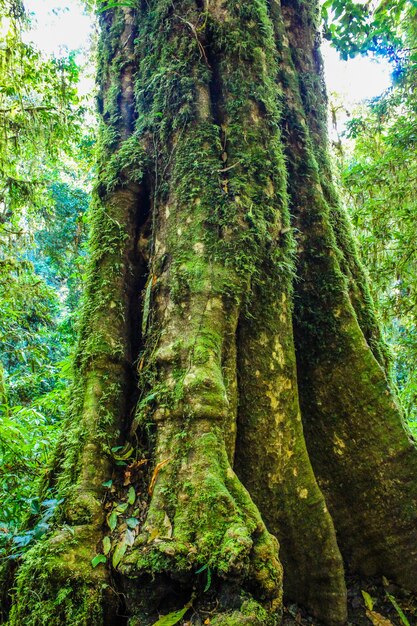 rain forest in doi inthanon chiangmai thailand