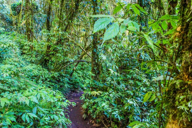 rain forest in doi inthanon chiangmai thailand