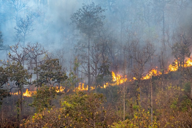 熱帯雨林の火災災害は人間によって引き起こされて燃えています