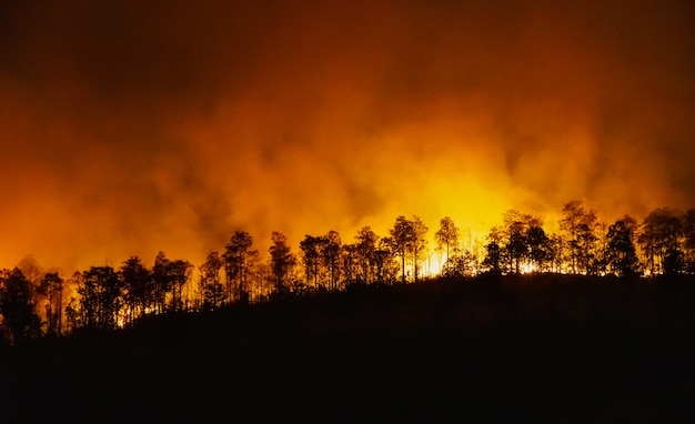 Rain forest fire disaster is burning caused by humans