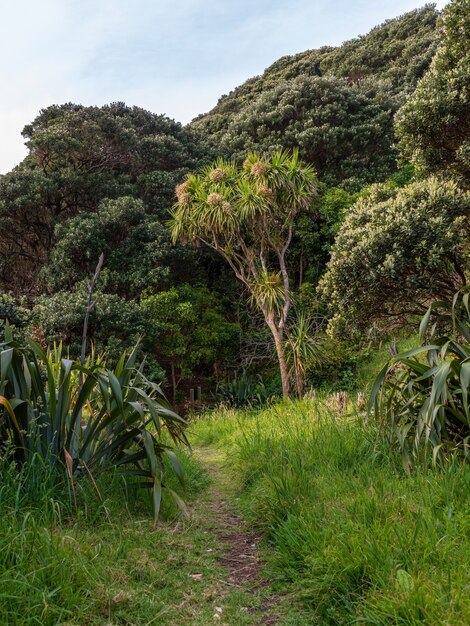 Foto sentiero escursionistico nella foresta pluviale