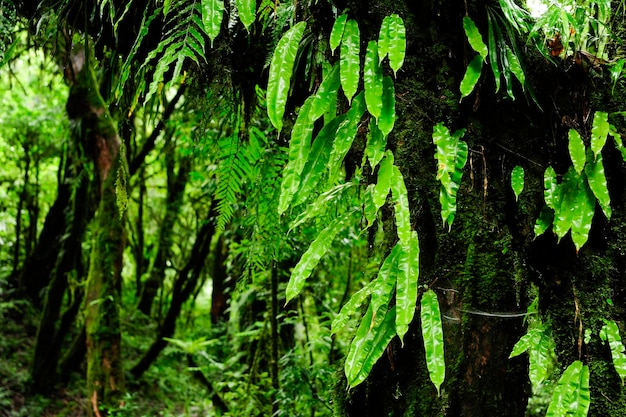 Foto foresta pluviale nel sud-est asiatico