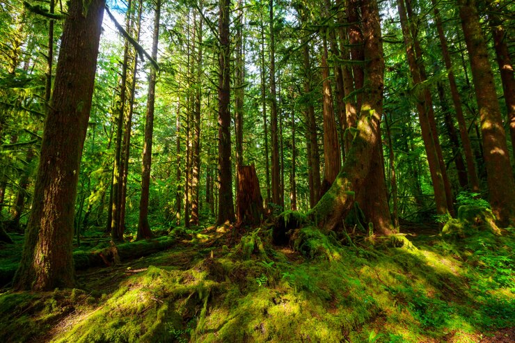 Photo rain forest with dense vegetation