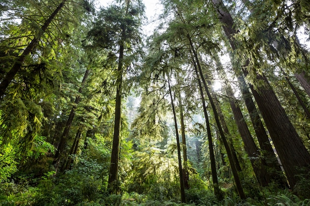 Rain forest with dense vegetation