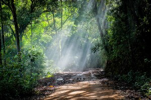 Rain forest with a dirt road